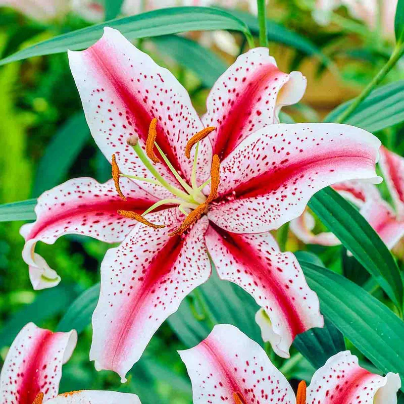 1608-ben-s-oriental-lily-collection-1.webp