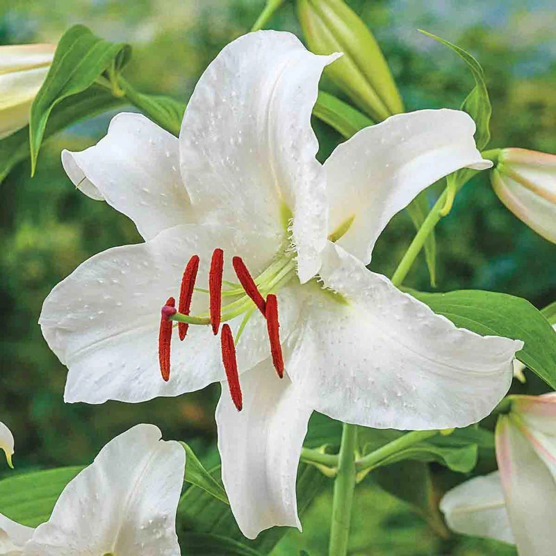 1608-ben-s-oriental-lily-collection-1.webp