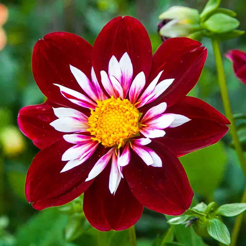 Night Butterfly Dahlia