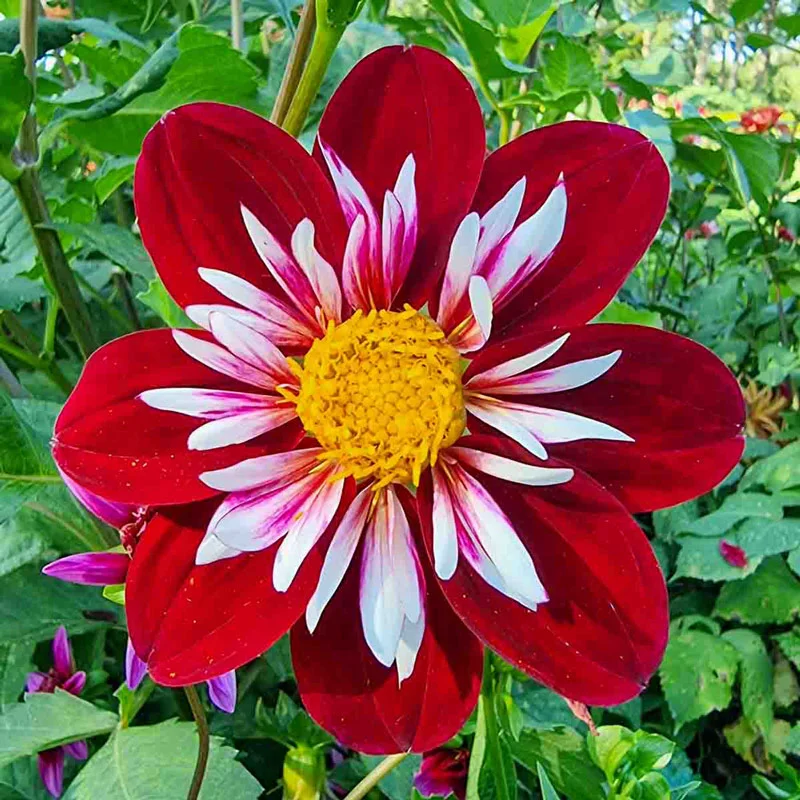 1609-night-butterfly-dahlia-1.webp