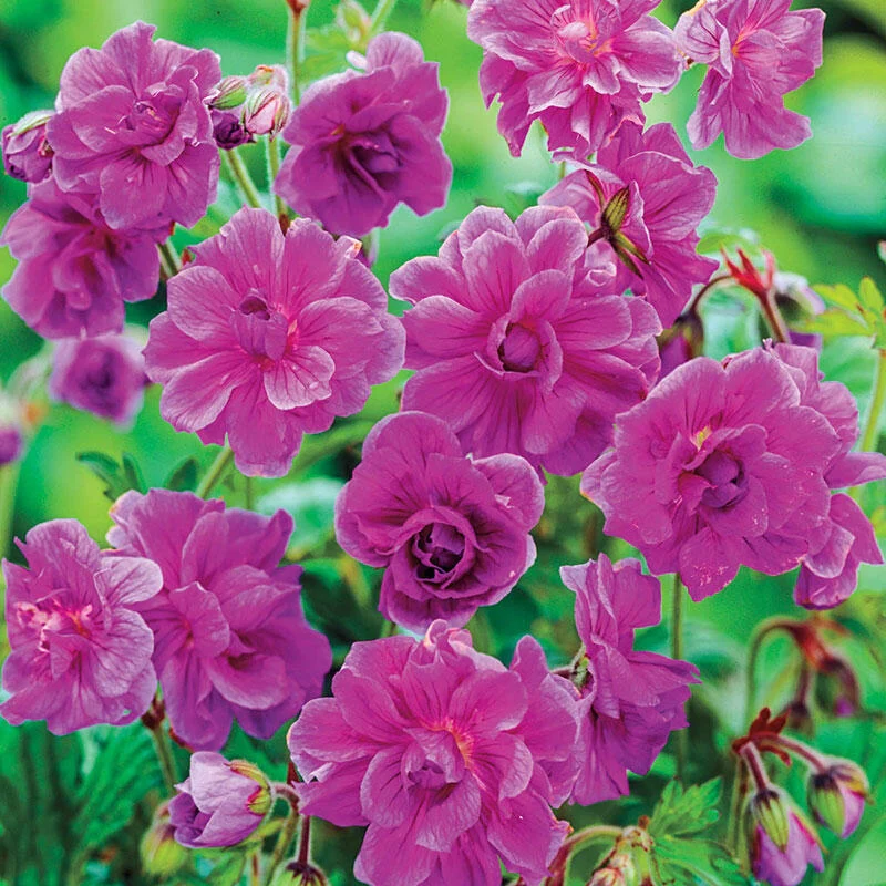 Birch Double Everblooming Hardy Geranium 1 161-birch-double-everblooming-hardy-geranium-1.webp