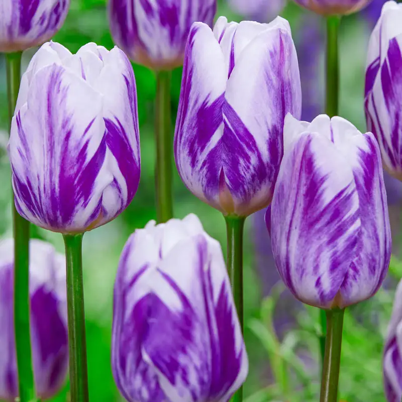 Flaming Flag Tulip