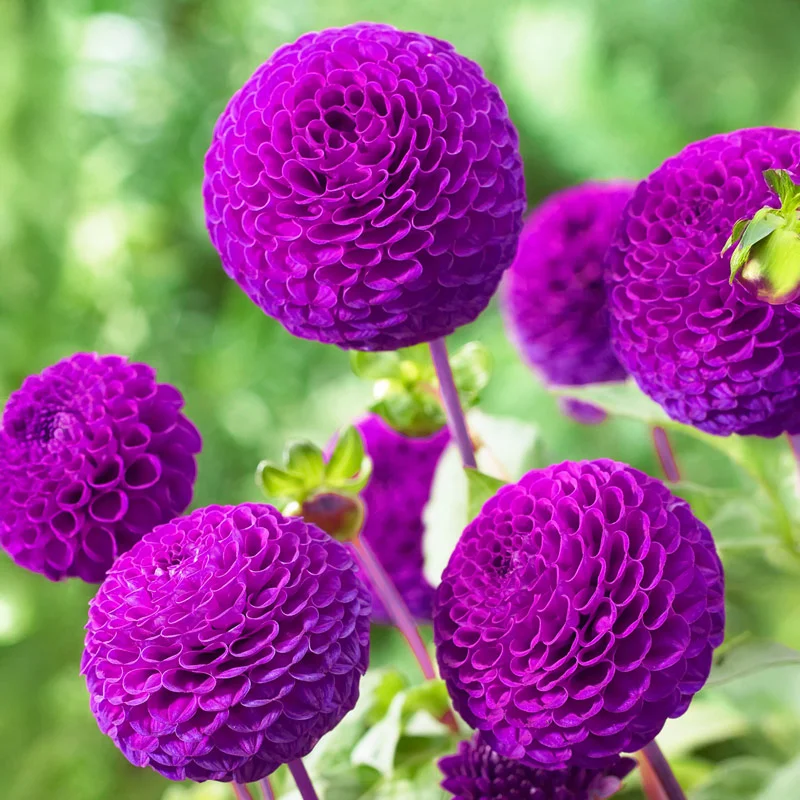 Rocco Dahlia