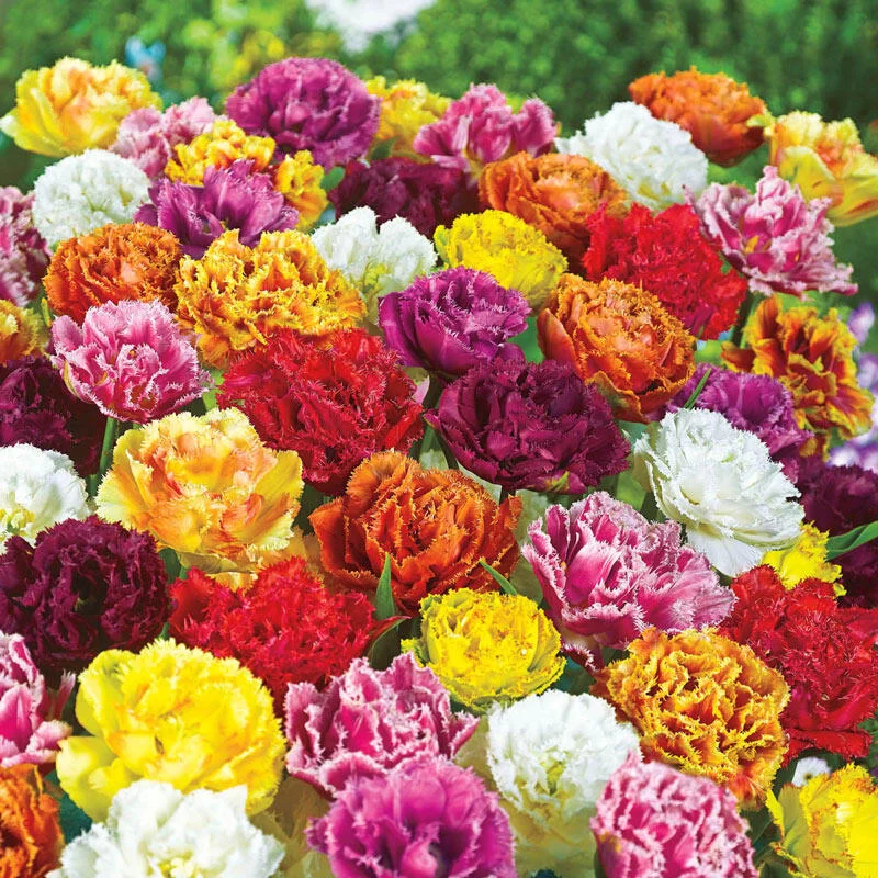 1624-double-fringed-tulip-mixture-1.webp