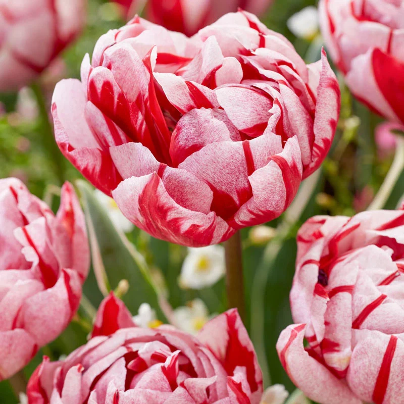 Carnaval Sweet Tulip