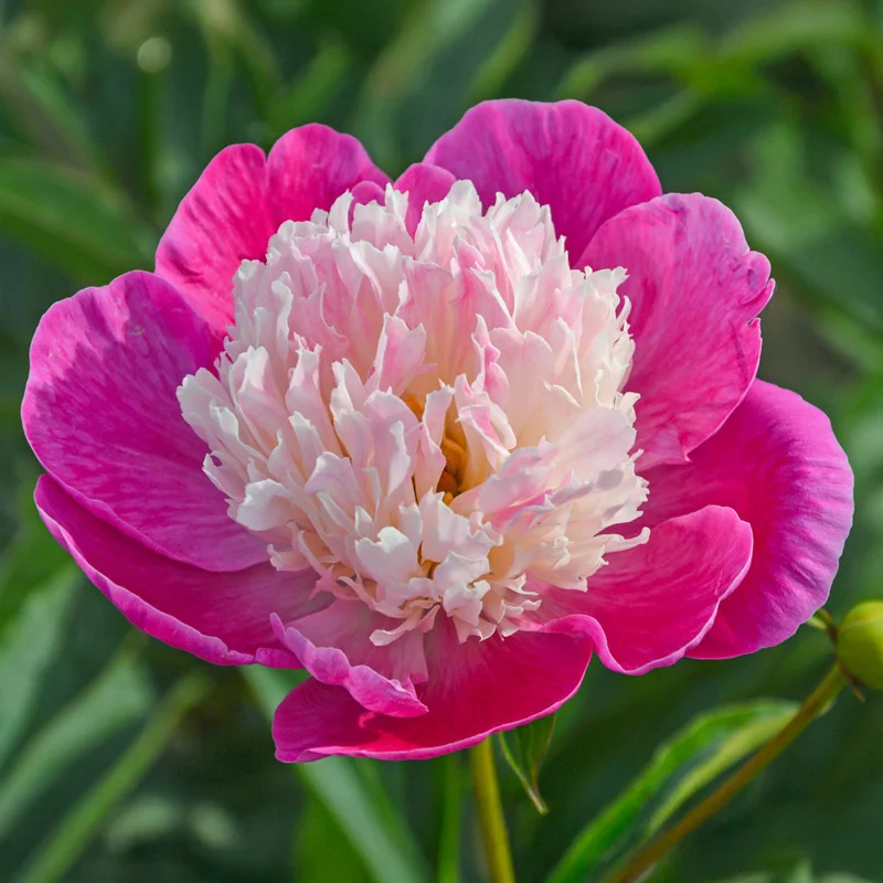Gay Paree Peony