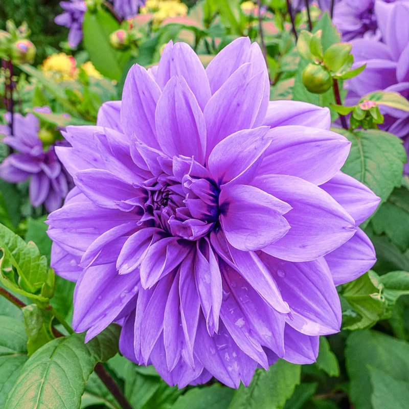 1630-emperor-dahlia-1.webp