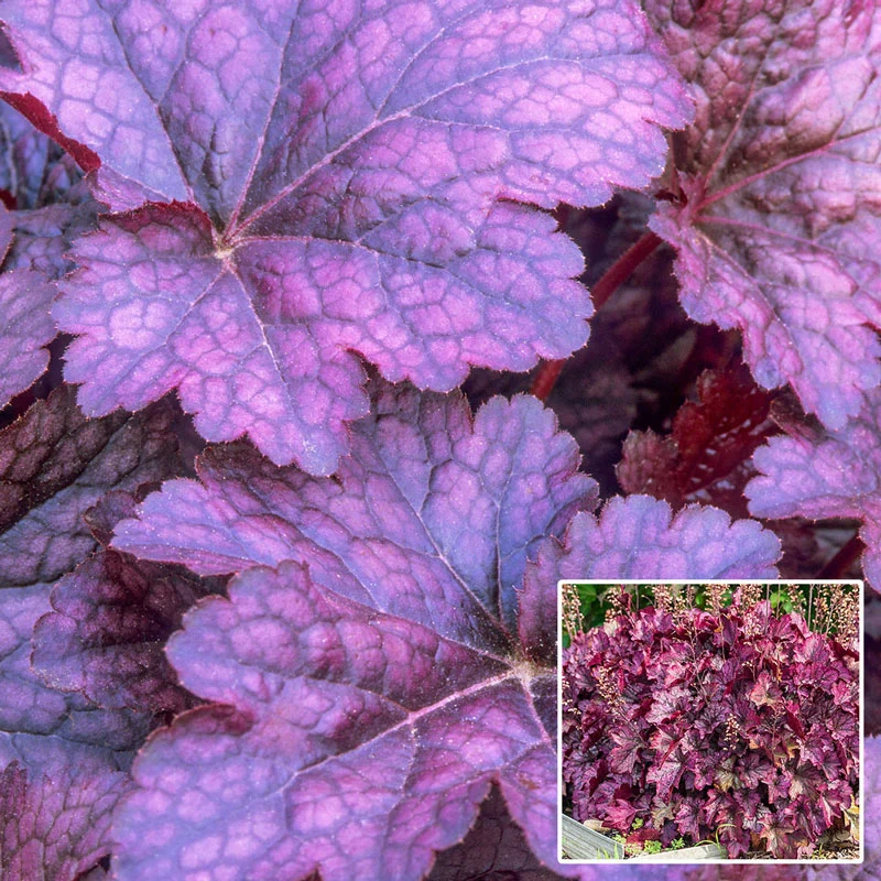 Palace Purple Heuchera (Coral Bells)