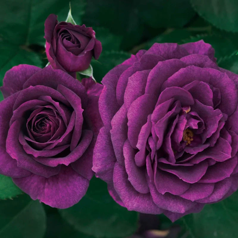 Ebb Tide Floribunda Rose