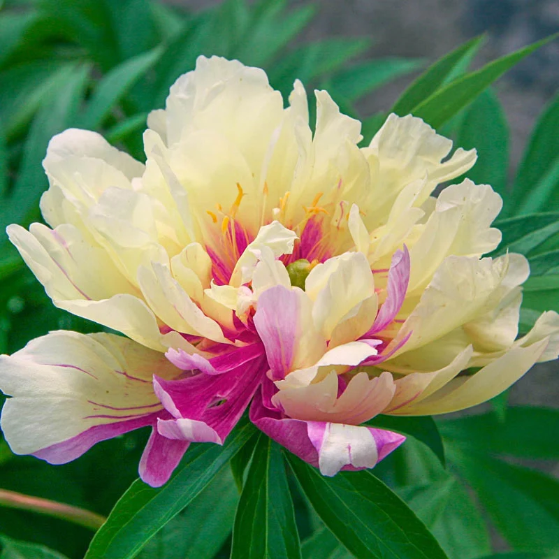 1636-lemon-dream-itoh-peony-1.webp