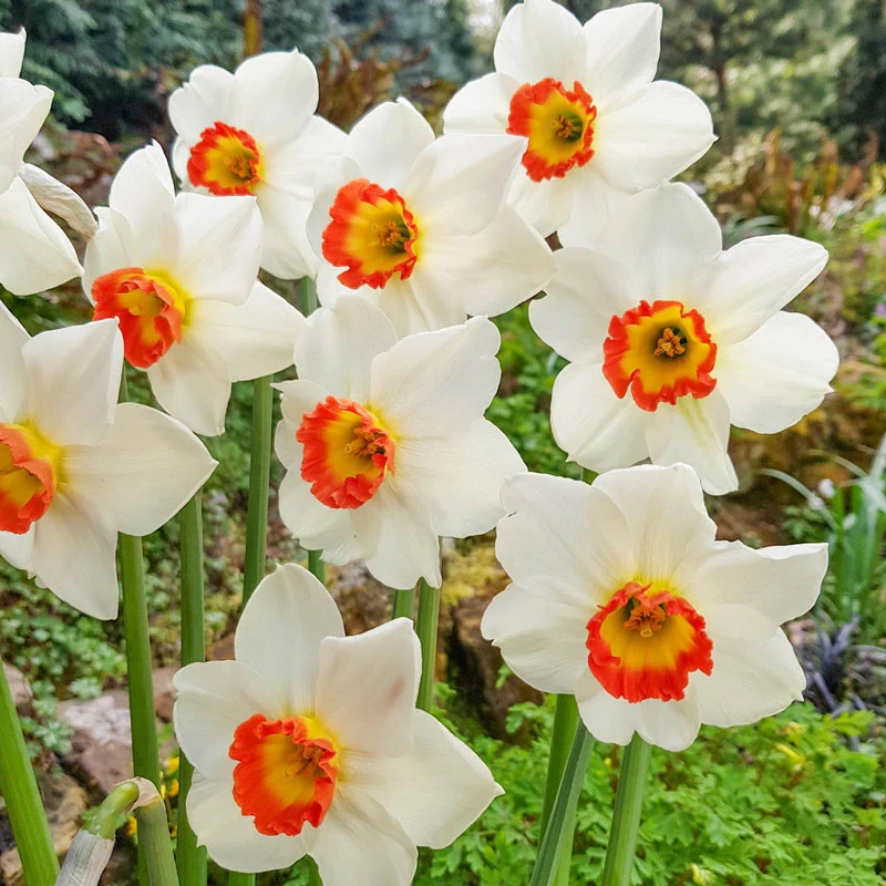Colin's Joy Daffodil