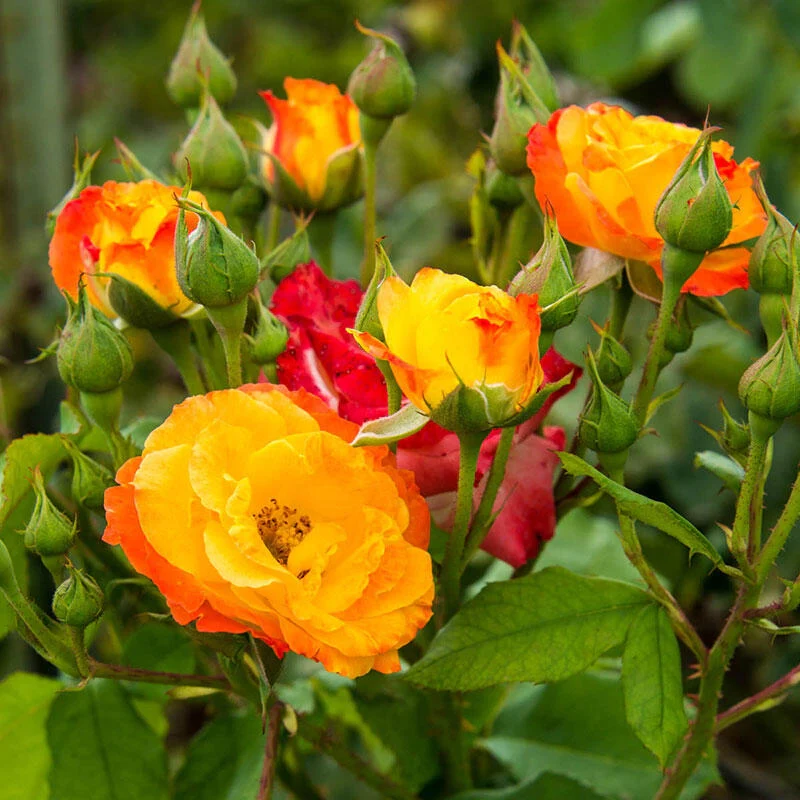 1639-joseph-s-coat-climbing-rose-1.webp