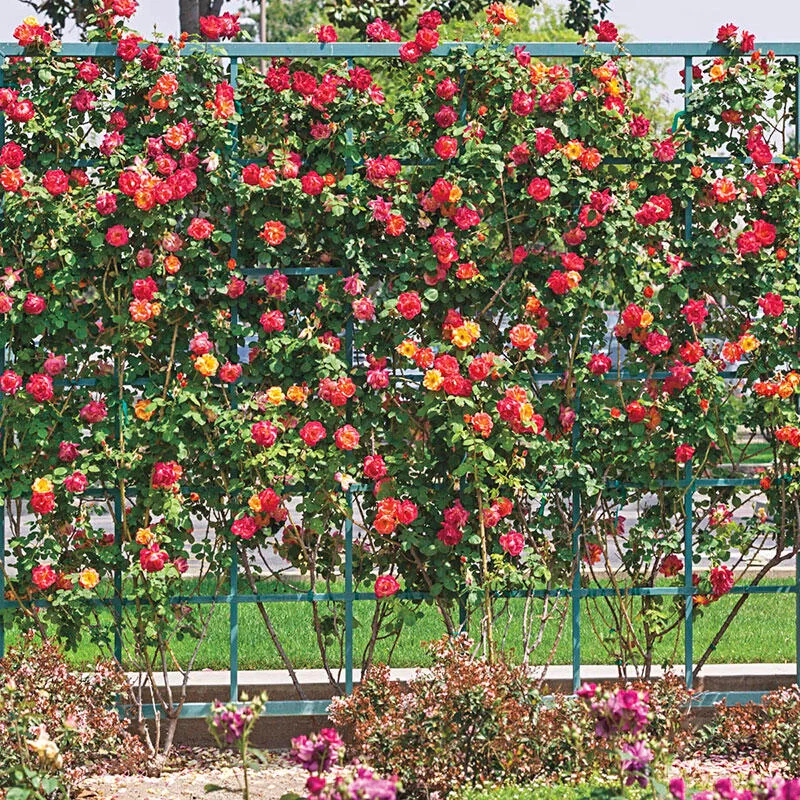 1639-joseph-s-coat-climbing-rose-1.webp