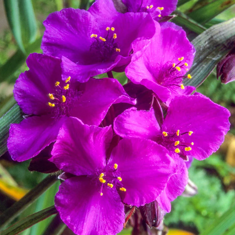 Concord Grape Widow's Tears