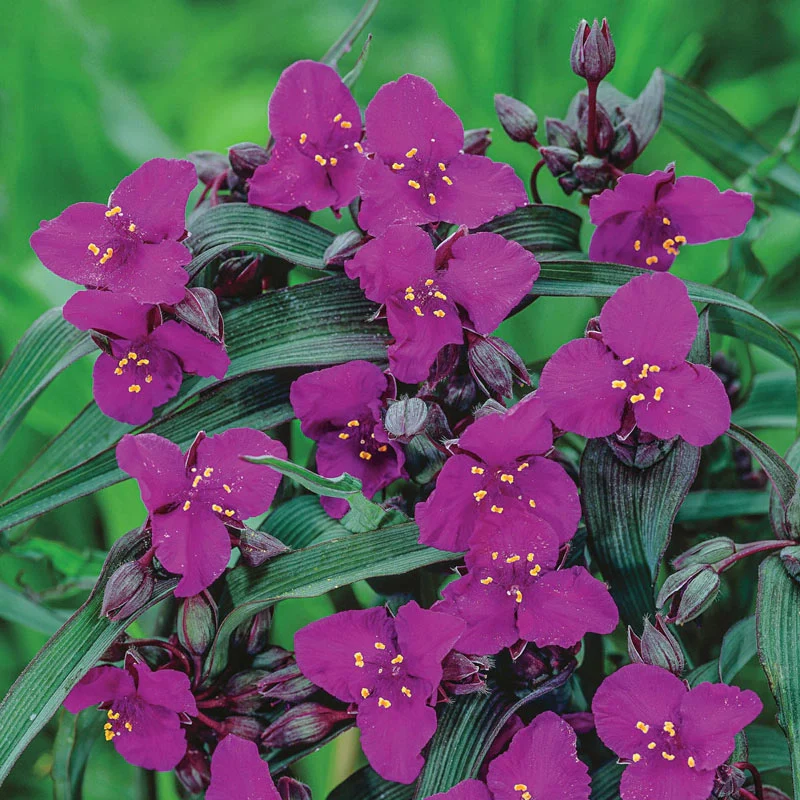Concord Grape Widow's Tears