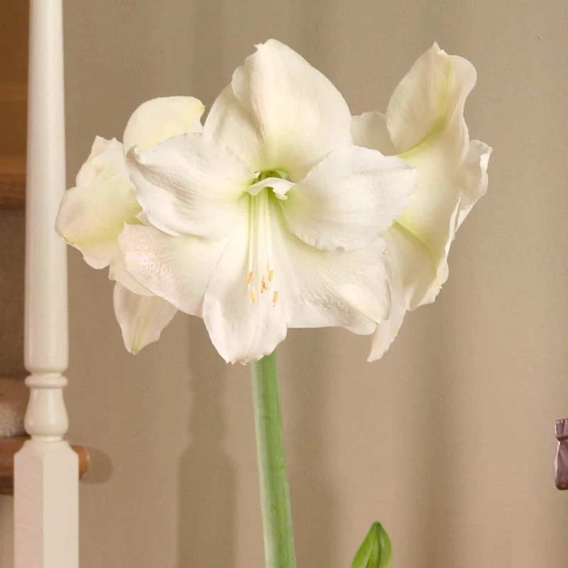 Mont Blanc Amaryllis Bulb