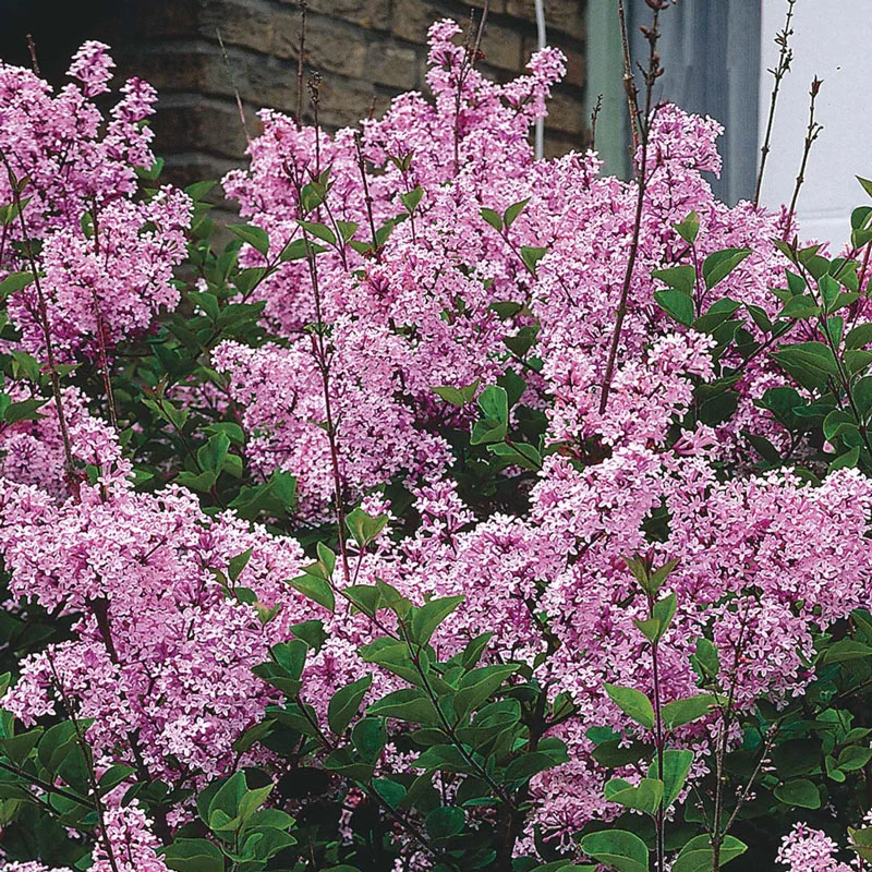 Josee Reblooming Lilac