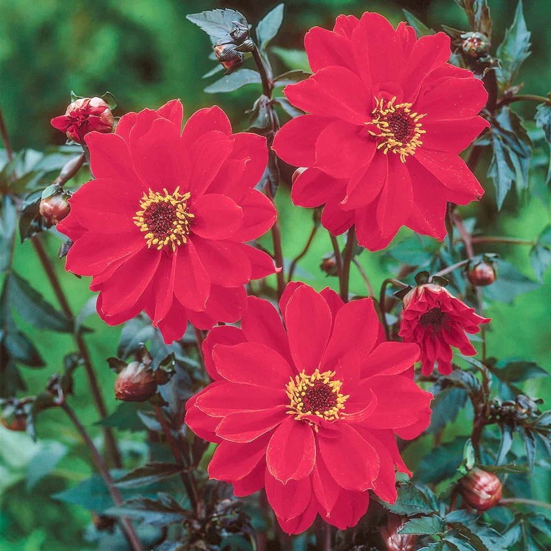 Bishop of Llandaff Dahlia
