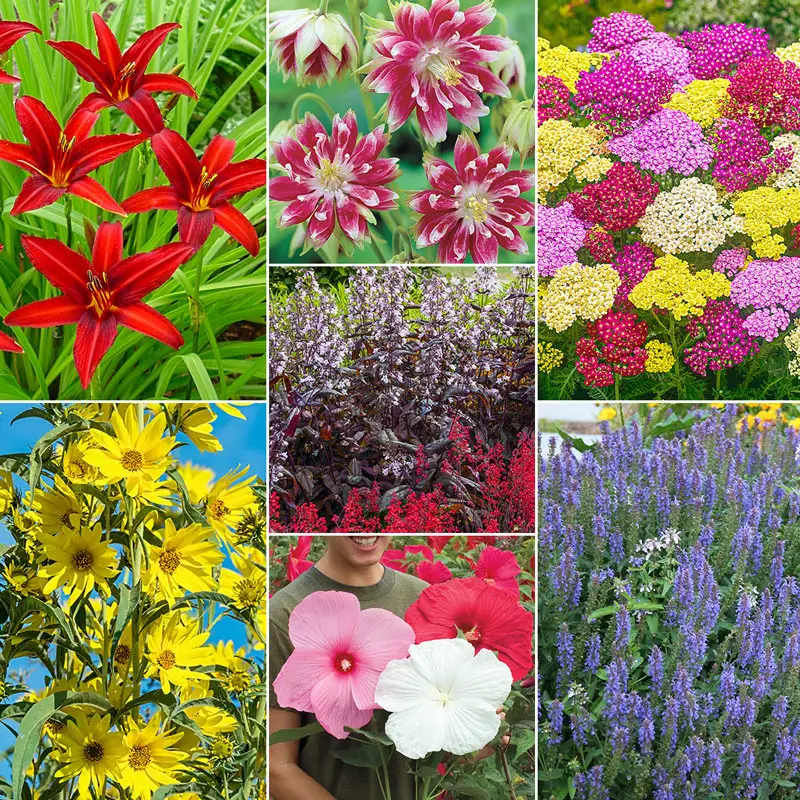 Hummingbird Designer Garden