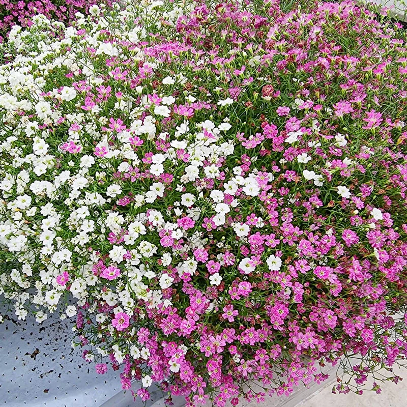Baby's Breath Duet