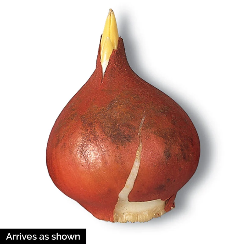 1660-greenland-tulip-1.webp
