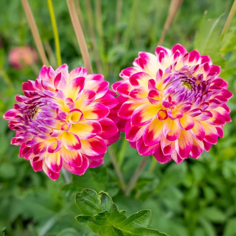 Hapet Daydream Dahlia