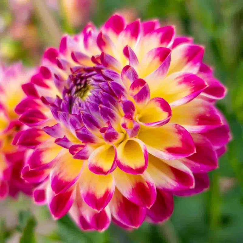 Hapet Daydream Dahlia