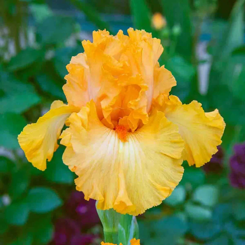 1666-disco-music-bearded-iris-1.webp