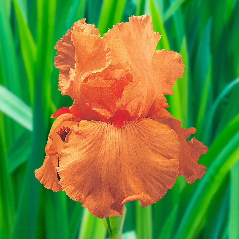 1666-disco-music-bearded-iris-1.webp