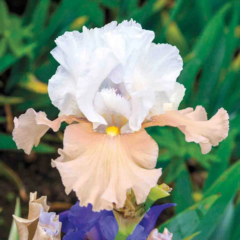 Champagne Elegance Reblooming Bearded Iris