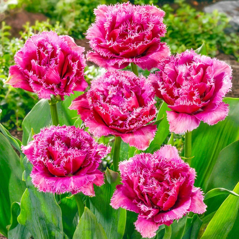 1668-mascotte-tulip-1.webp