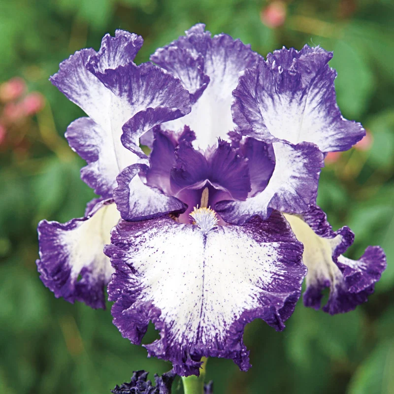 Hemstitched Reblooming Bearded Iris