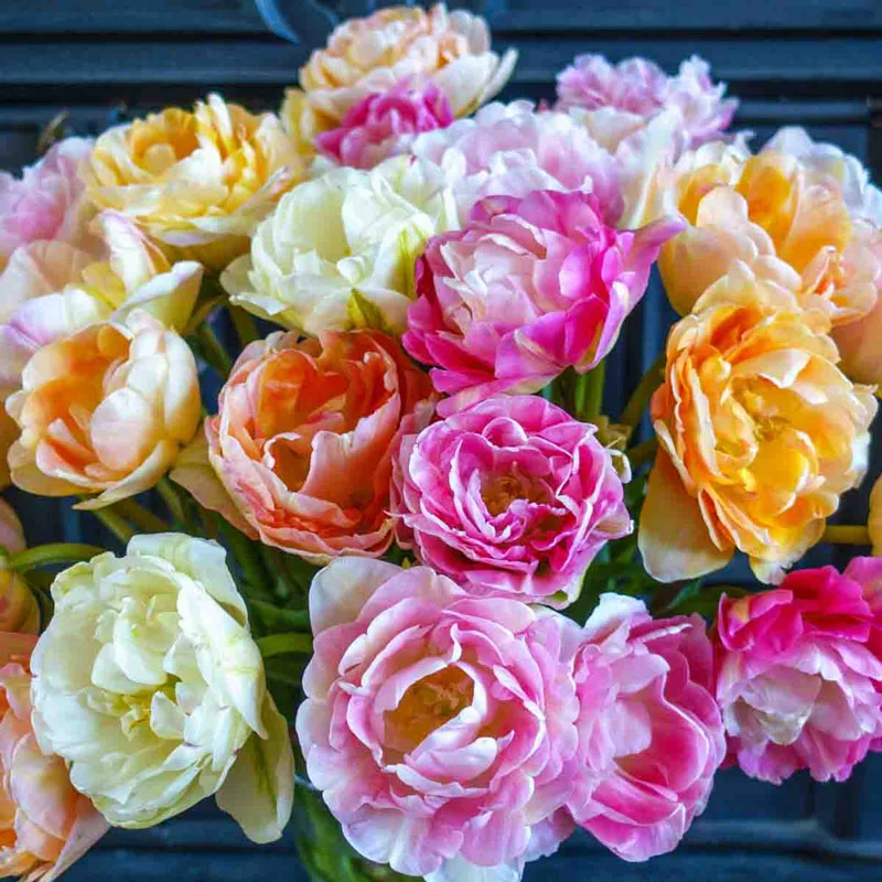 Apricot Cobbler Tulip Mixture