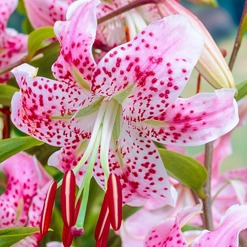 Uchida Lily 1 1682-uchida-lily-1.webp