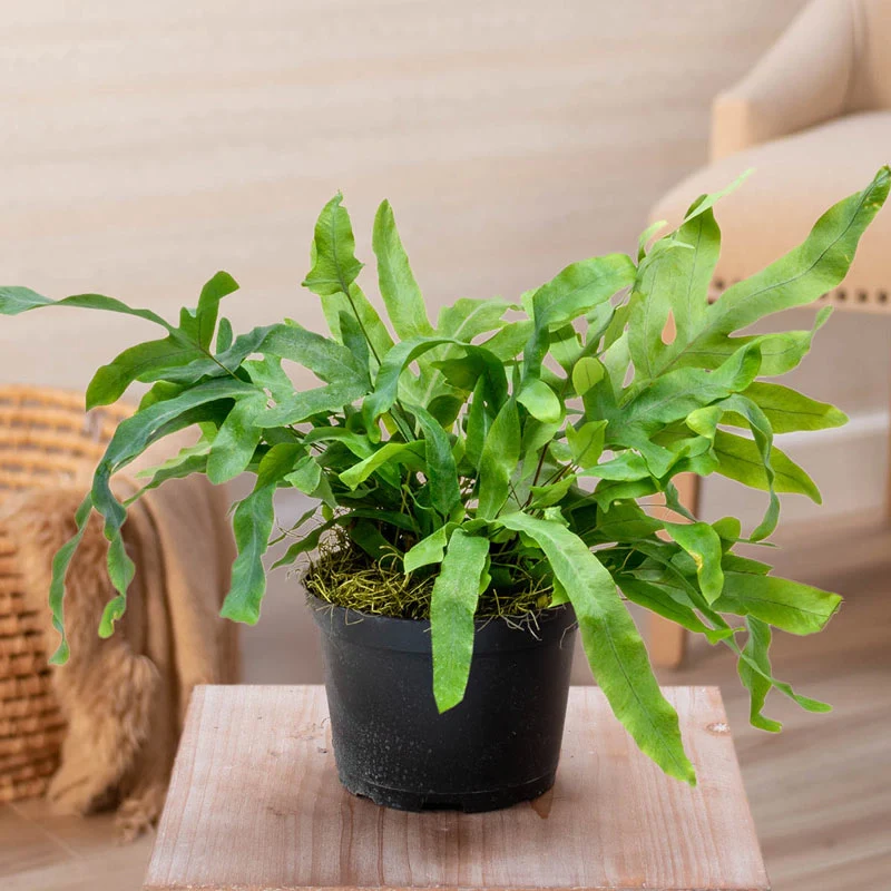1684-blue-star-fern-1.webp