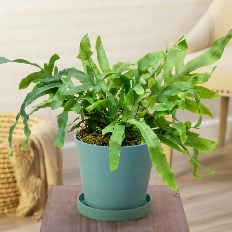1684-blue-star-fern-1.webp