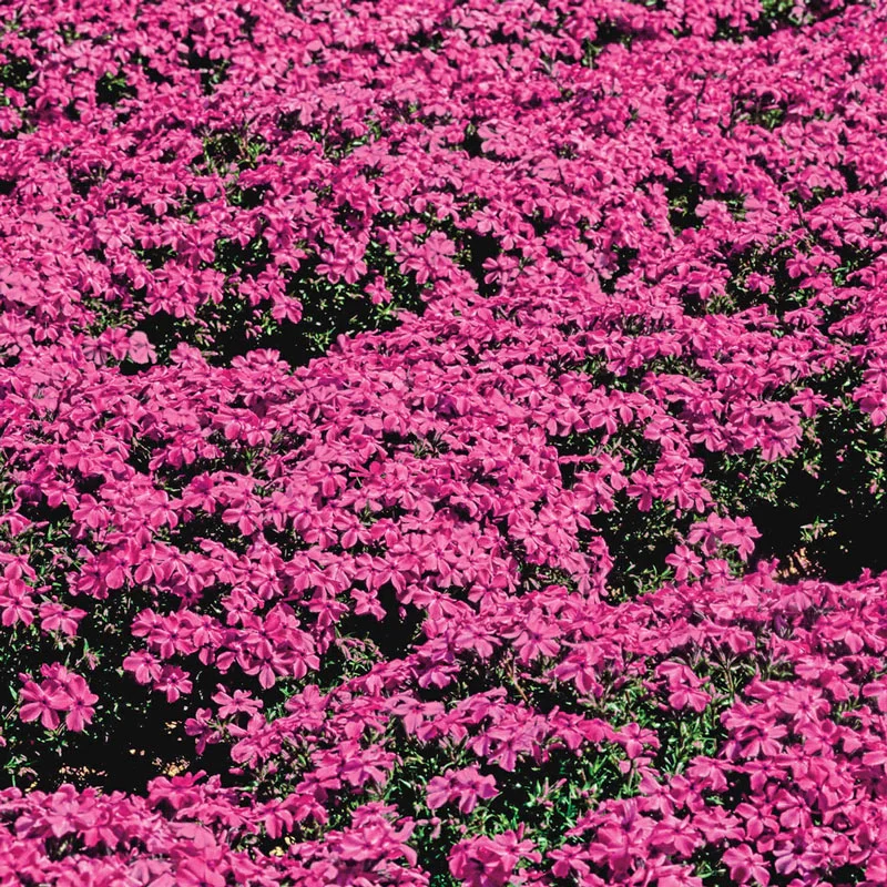 Carpet Phlox Collection