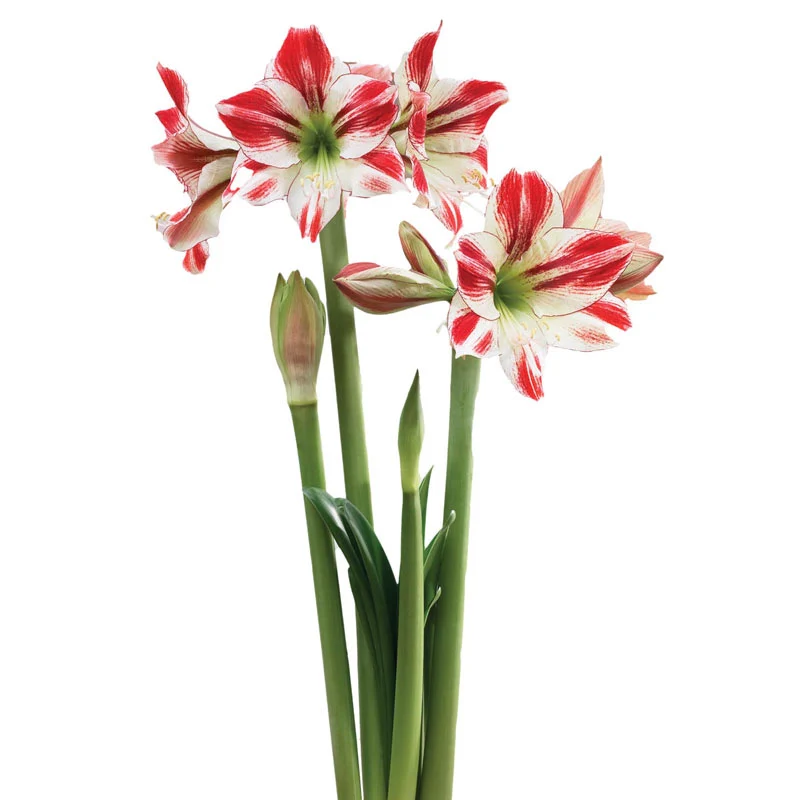 Ambiance Amaryllis Bulb