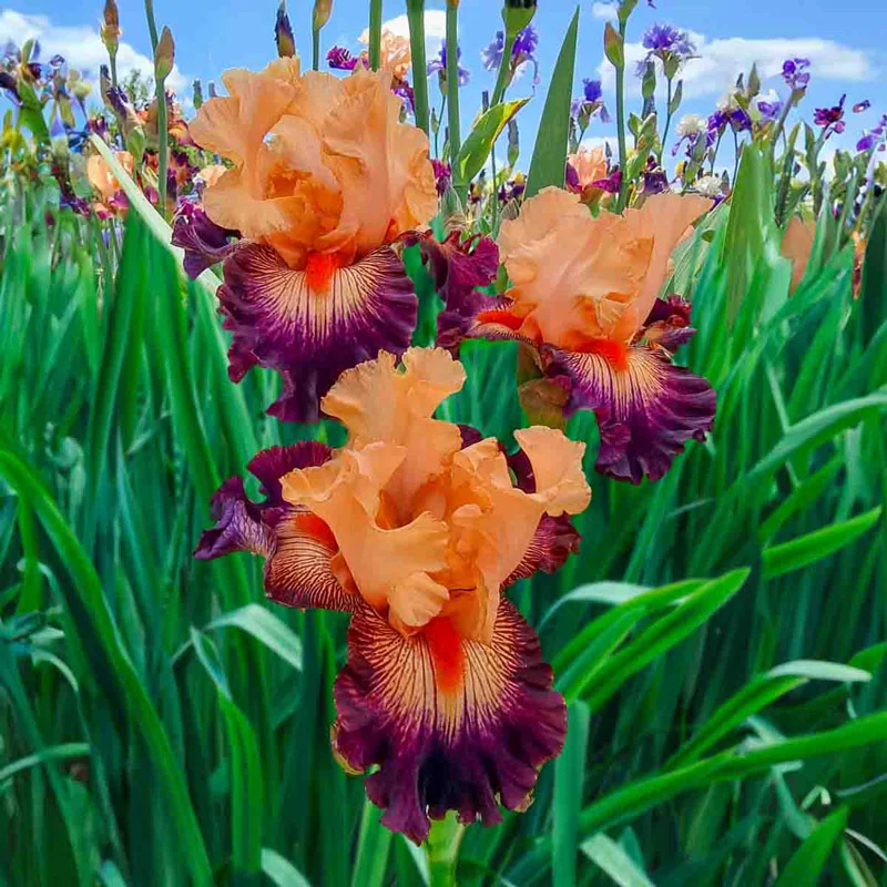 Easy to Love Bearded Iris 1 1696-easy-to-love-bearded-iris-1.webp