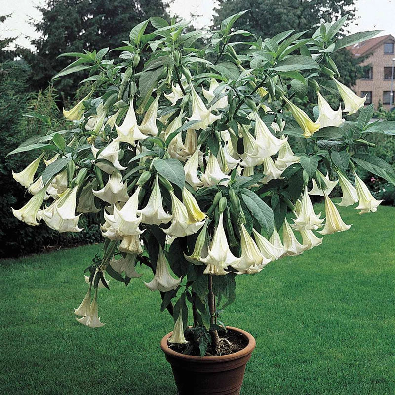 Angel's Trumpet White