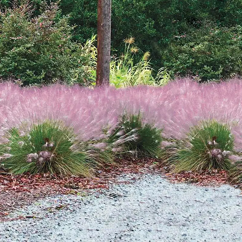 1702-pink-muhly-grass-cotton-candy-grass–1.webp