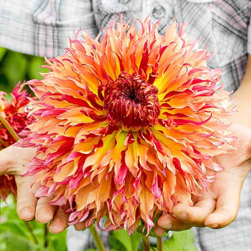 Myrtle's Folly Dahlia