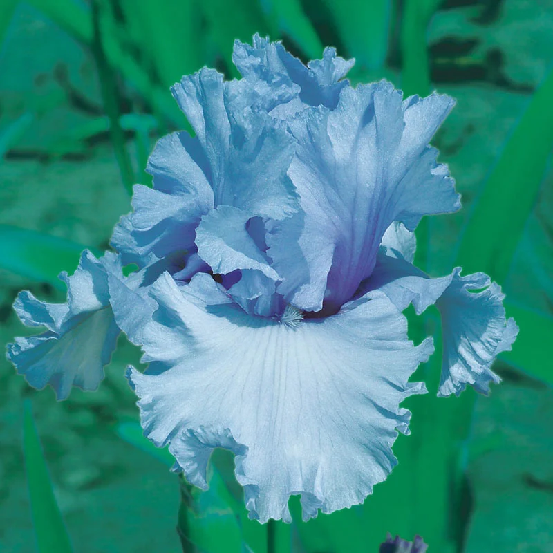 CafÃ¨ Bleu Reblooming Bearded Iris