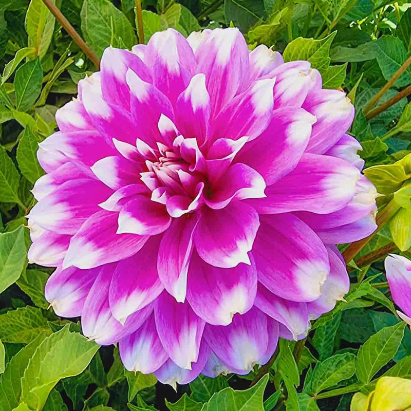 171-jean-marie-dahlia-1.webp