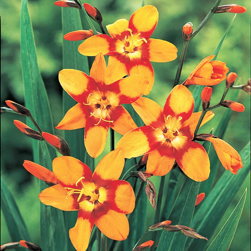 Emily McKenzie Crocosmia