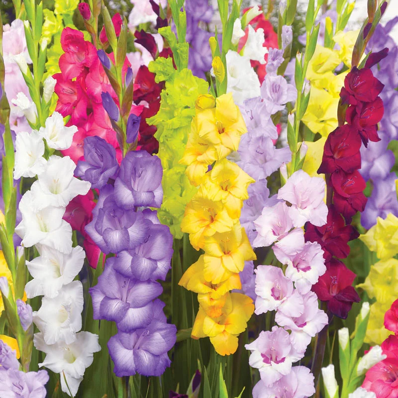 Deluxe Dutch Gladiolus Mixture