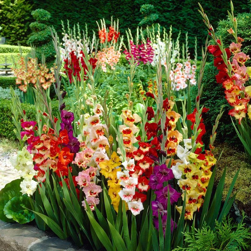 1716-deluxe-dutch-gladiolus-mixture-1.webp