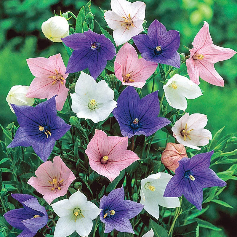 Balloon Flower Mixture