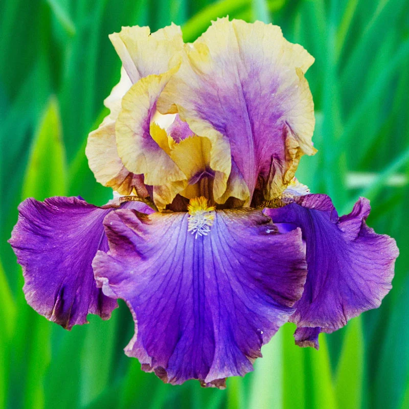 1723-caf-d-amour-bearded-iris-1.webp