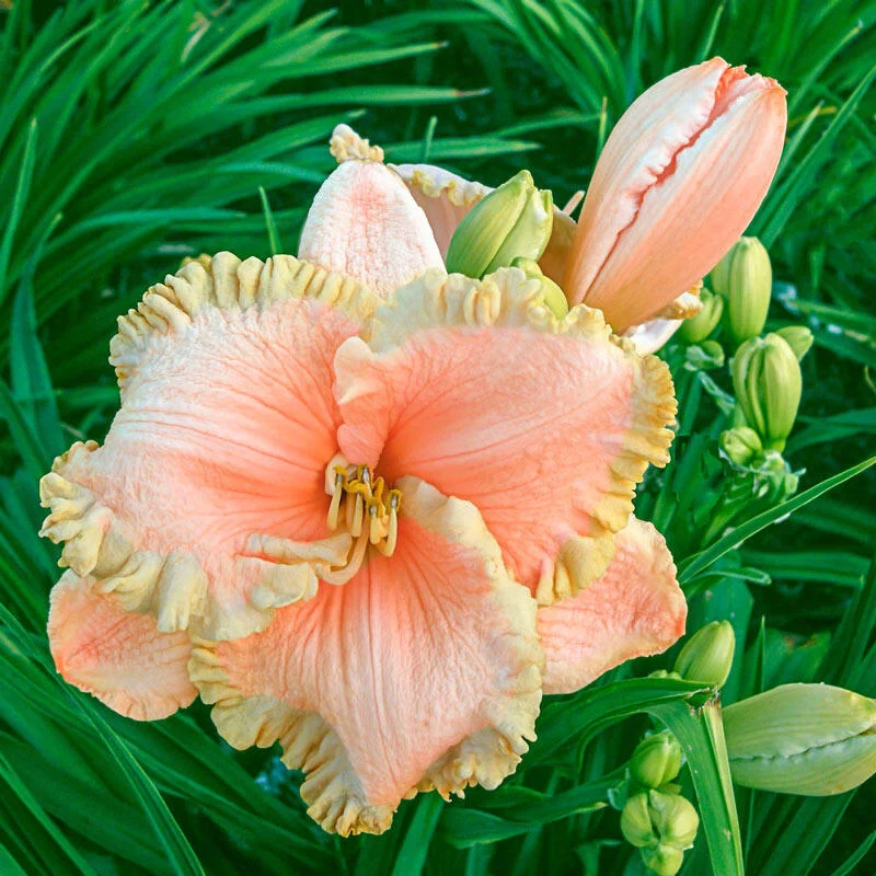 Enchanted Forest Reblooming Daylily 1 1735-enchanted-forest-reblooming-daylily-1.webp